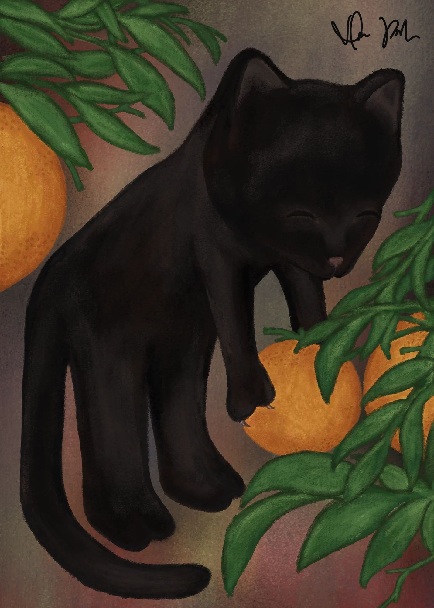 Orange Cat